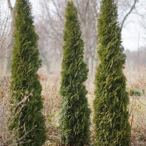 SKYWALKER™ ARBORVITAE