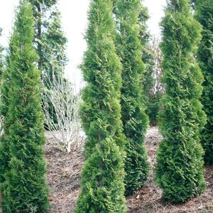 FULL SPEED A HEDGE® THIN MAN® ARBORVITAE