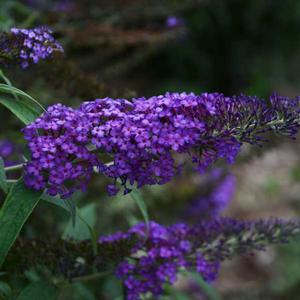 MONARCH® BLUE KNIGHT BUTTERFLY BUSH