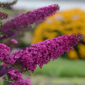 MONARCH® QUEEN OF HEARTS BUTTERFLY BUSH