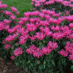 ELECTRIC NEON PINK BEEBALM