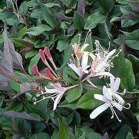 PURPLE LEAF HONEYSUCKLE
