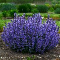 CAT'S PAJAMAS CATMINT