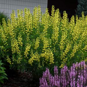 AMERICAN GOLDFINCH FALSE INDIGO
