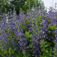 DECADENCE® BLUEBERRY SUNDAE FALSE INDIGO