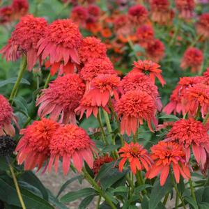 DOUBLE SCOOP™ MANDARIN CONEFLOWER