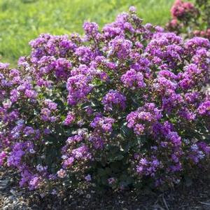 BELLINI® GRAPE CRAPEMYRTLE