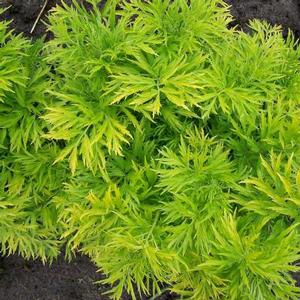 GOLDEN TOWER™ ELDERBERRY