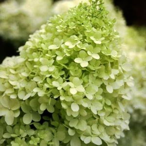 LIMELIGHT HYDRANGEA