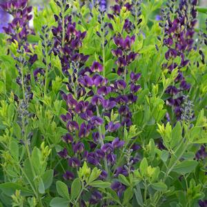 GRAPE TAFFY FALSE INDIGO