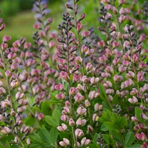 DECADENCE® DELUXE PINK TRUFFLES FALSE INDIGO