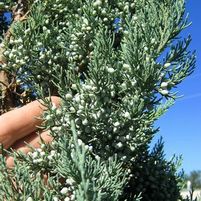 OKLAHOMA SILVER JUNIPER