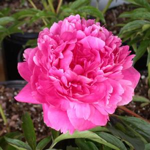 KANSAS GARDEN PEONY