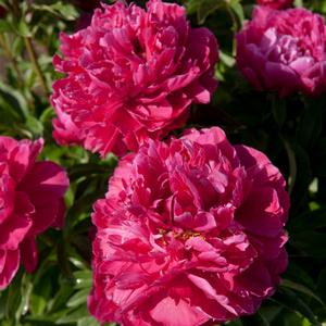 KARL ROSENFIELD GARDEN PEONY