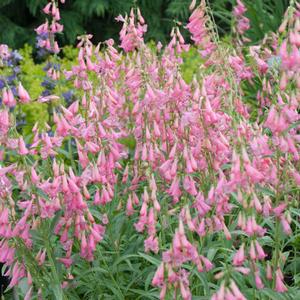 ELFIN PINK BEARDTONGUE