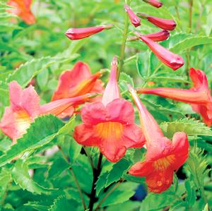 BELLS OF FIRE™ ESPERANZA