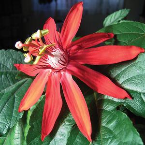 CRIMSON PASSION FLOWER