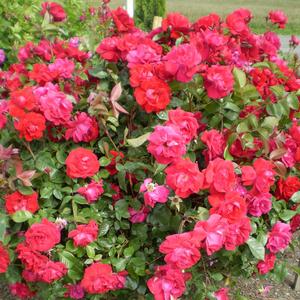 EASY ELEGANCE® COMO PARK ROSE