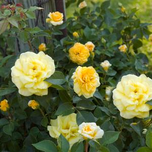 EASY ELEGANCE® HIGH VOLTAGE ROSE