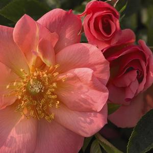 EASY ELEGANCE® ALL THE RAGE ROSE