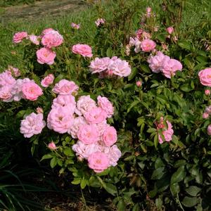 EASY ELEGANCE® PINKTOPIA ROSE