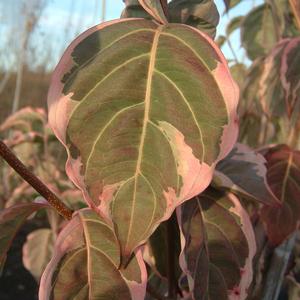 SAMARITAN® KOUSA DOGWOOD