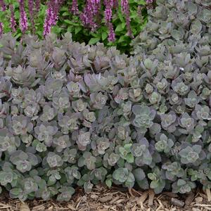 SUNSPARKLER® DAZZLEBERRY SEDUM