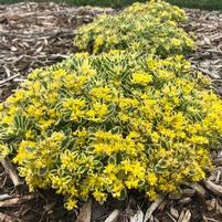 ROCK 'N GROW® BOOGIE WOOGIE SEDUM