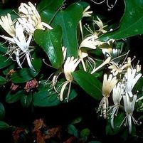 HALL'S HONEYSUCKLE