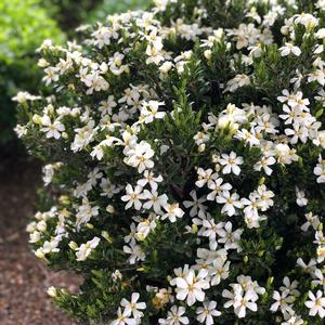 DAISY DUKE™ GARDENIA
