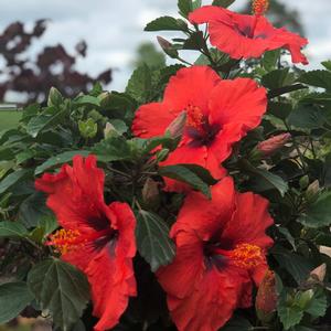DARK HEART TROPICAL HIBISCUS