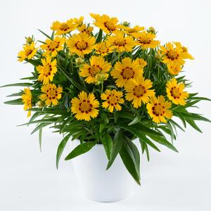 SOLANNA™ BRIGHT TOUCH TICKSEED