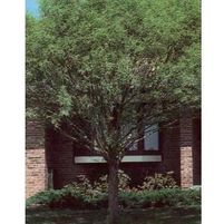 GLOBE WILLOW