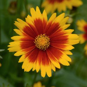 UPTICK™ GOLD & BRONZE TICKSEED
