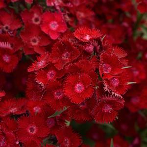 ROCKIN'™ RED DIANTHUS