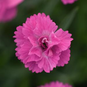 MOUNTAIN FROST™ PINK POMPOM DIANTHUS
