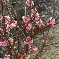 PINK DAWN VIBURNUM