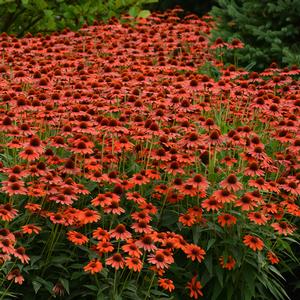 SOMBRERO® FLAMENCO ORANGE CONEFLOWER