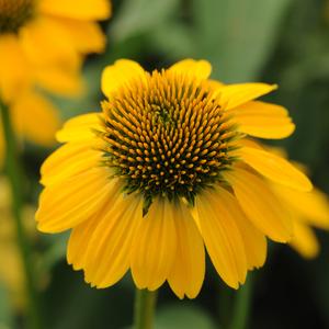 SOMBRERO® LEMON YELLOW CONEFLOWER