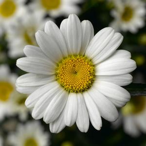WESTERN STAR LEO SHASTA DAISY