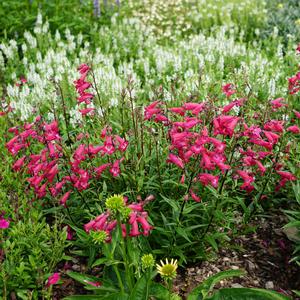 MISSIONBELLS™ DEEP ROSE BEARDTONGUE