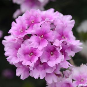 ENDURASCAPE™ PINK BICOLOR VERBENA