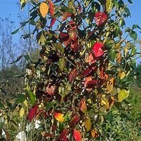 BURKWOOD VIBURNUM