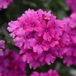 ENDURASCAPE™ MAGENTA VERBENA