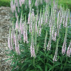 MOODY BLUES® PINK SPEEDWELL