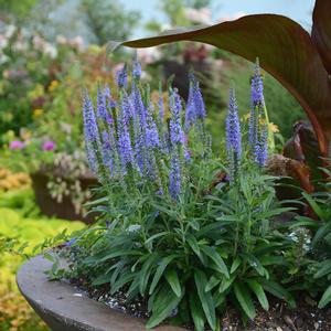 MOODY BLUES® SKY BLUE SPEEDWELL