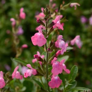 MIRAGE™ PINK AUTUMN SAGE