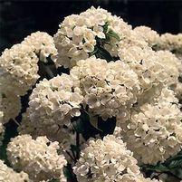 MOHAWK VIBURNUM