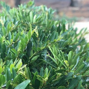 BLUESCAPE™ DISTYLIUM