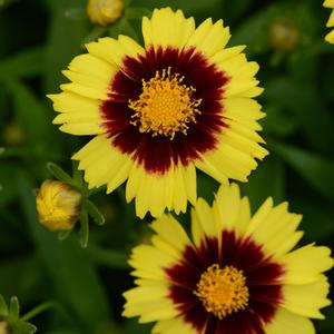 UPTICK™ YELLOW & RED TICKSEED